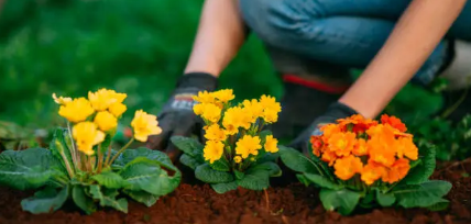 공공 텃밭 신청 확인사항 관련 사진