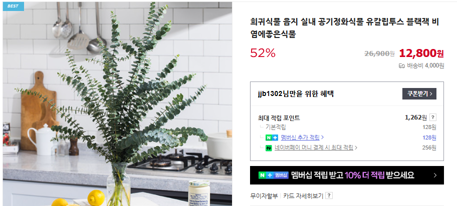 유칼립투스 키우기 및 오일 추천 (+ 효능 나무 수경 재배)