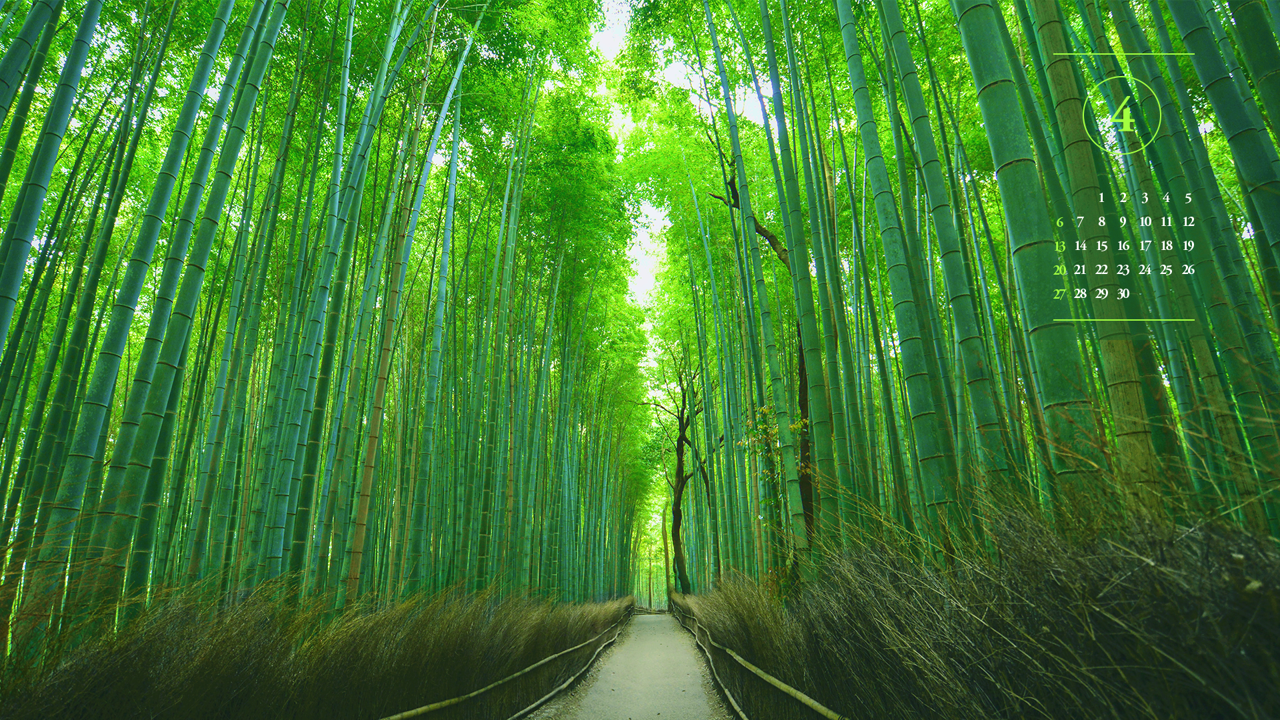 02 대나무 숲길 A - 2025년4월 노트북배경화면