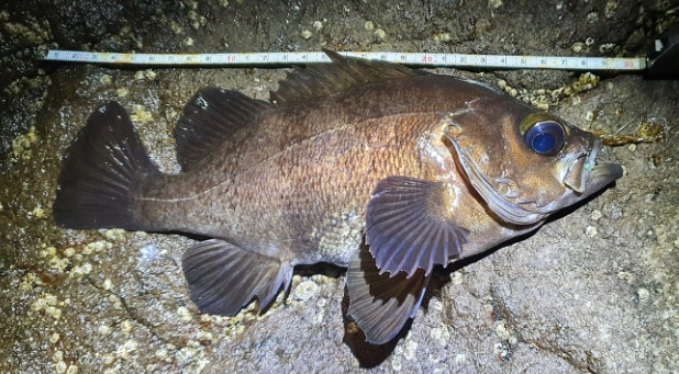 동해안 왕볼락(왕사미)의 모습