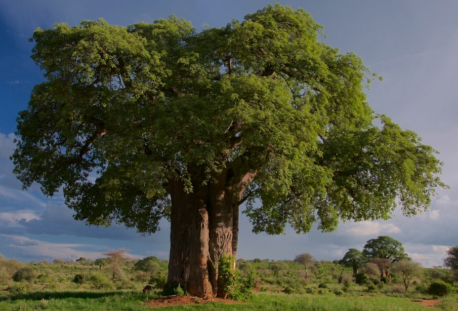 타란 기레 국립공원 바오밥나무