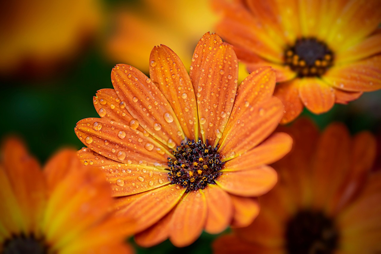 마거리트: 북유럽 꽃