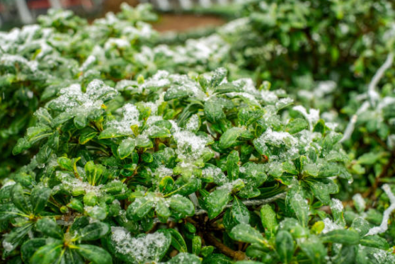 입춘과 우수의 뜻과 의미, 관습 및 날짜