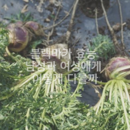 남성에게 좋은 블랙마카 효능3