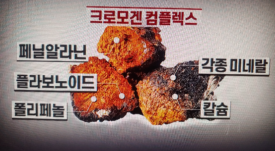 차가버섯 효능