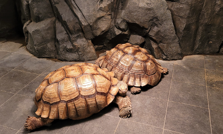 가평 신비동물원