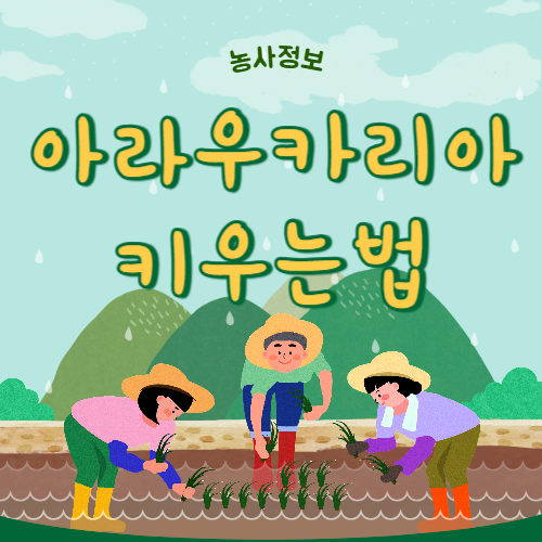 아라우카리아 키우는 법