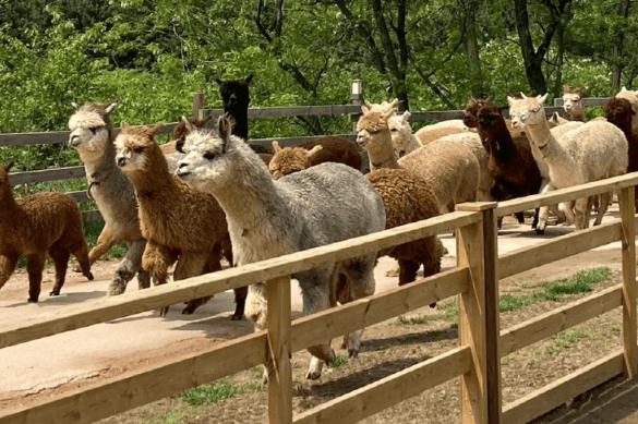 어린이날 가볼만한곳