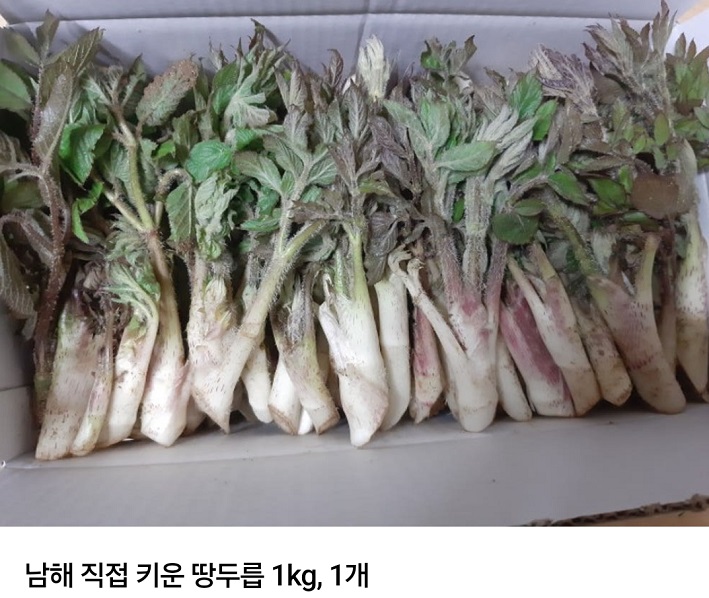 생생정보-남해-땅두릅