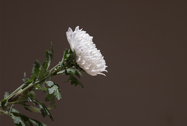 장례식 국화 헌화