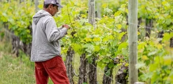 포도 재배 전정 시기 봉지 씌우기 병해 예방_6