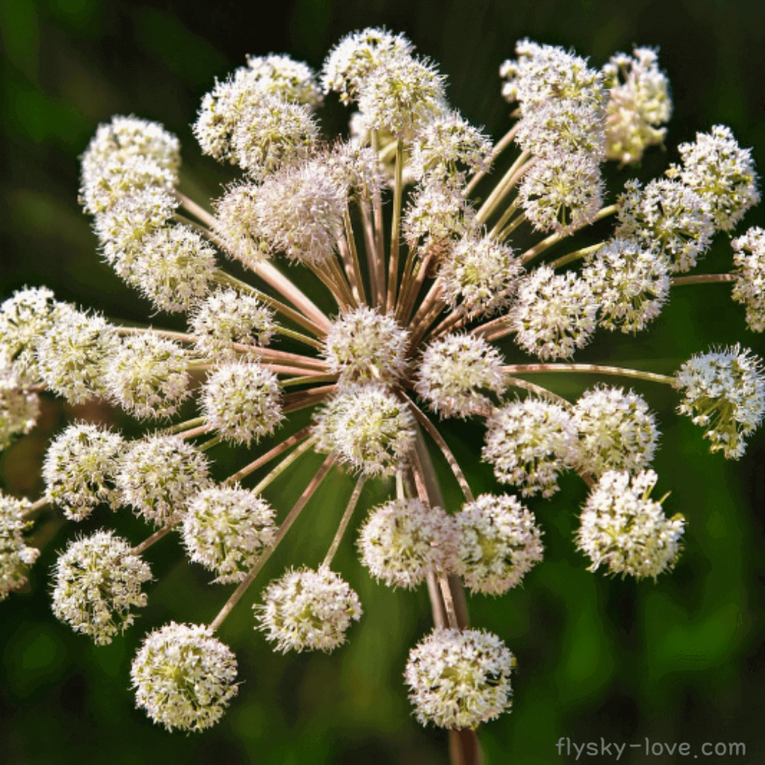 안젤리카 (Angelica)