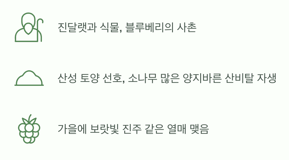 우리 산의 숨겨진 보석, '정금나무'