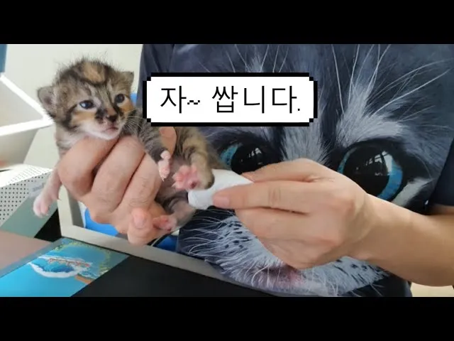 "고양이