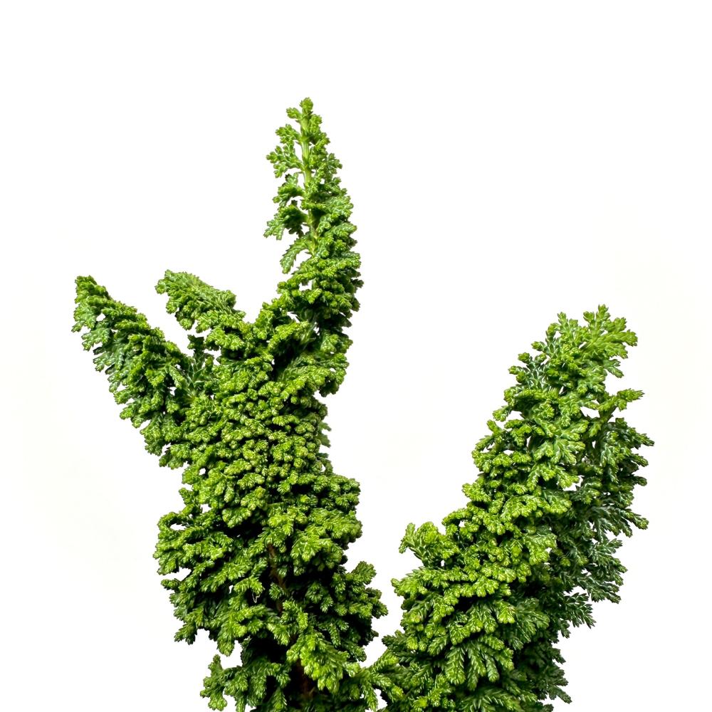 분재 키우기 나무 석화회 키우는 방법