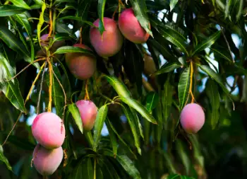 애플 망고 가격 및 효능, 영양성분