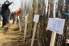 2024 세종전의묘목축제 기본일정과 프로그램 소개