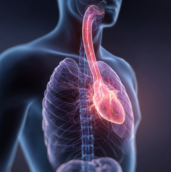 심장해부학 이미지