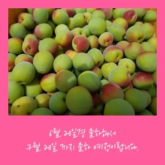 매실 수확시기 중부지방 남부지방 광양 지역별 정리_24