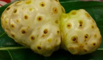 노니 효능 칼로리 섭취량_14