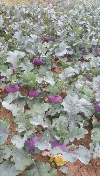 콜라비 재배 모종 선택 빛 관리 당도 높이기_10