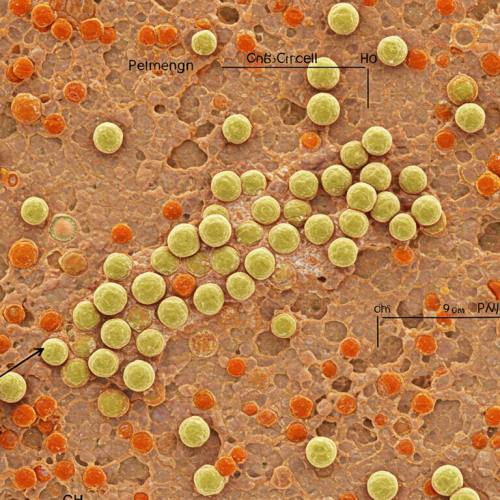 콘드로이친 풍부한 음식