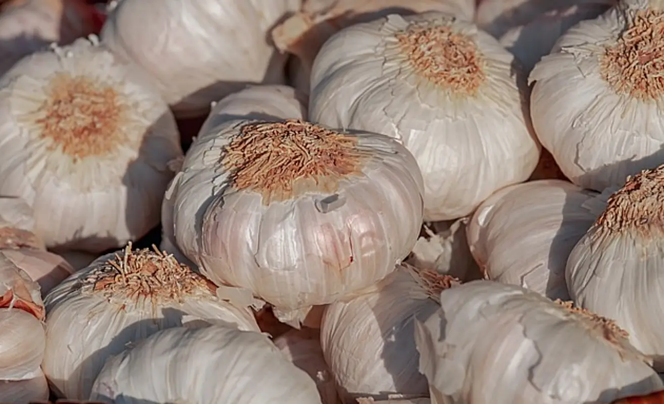 마늘장아찌 담그는법