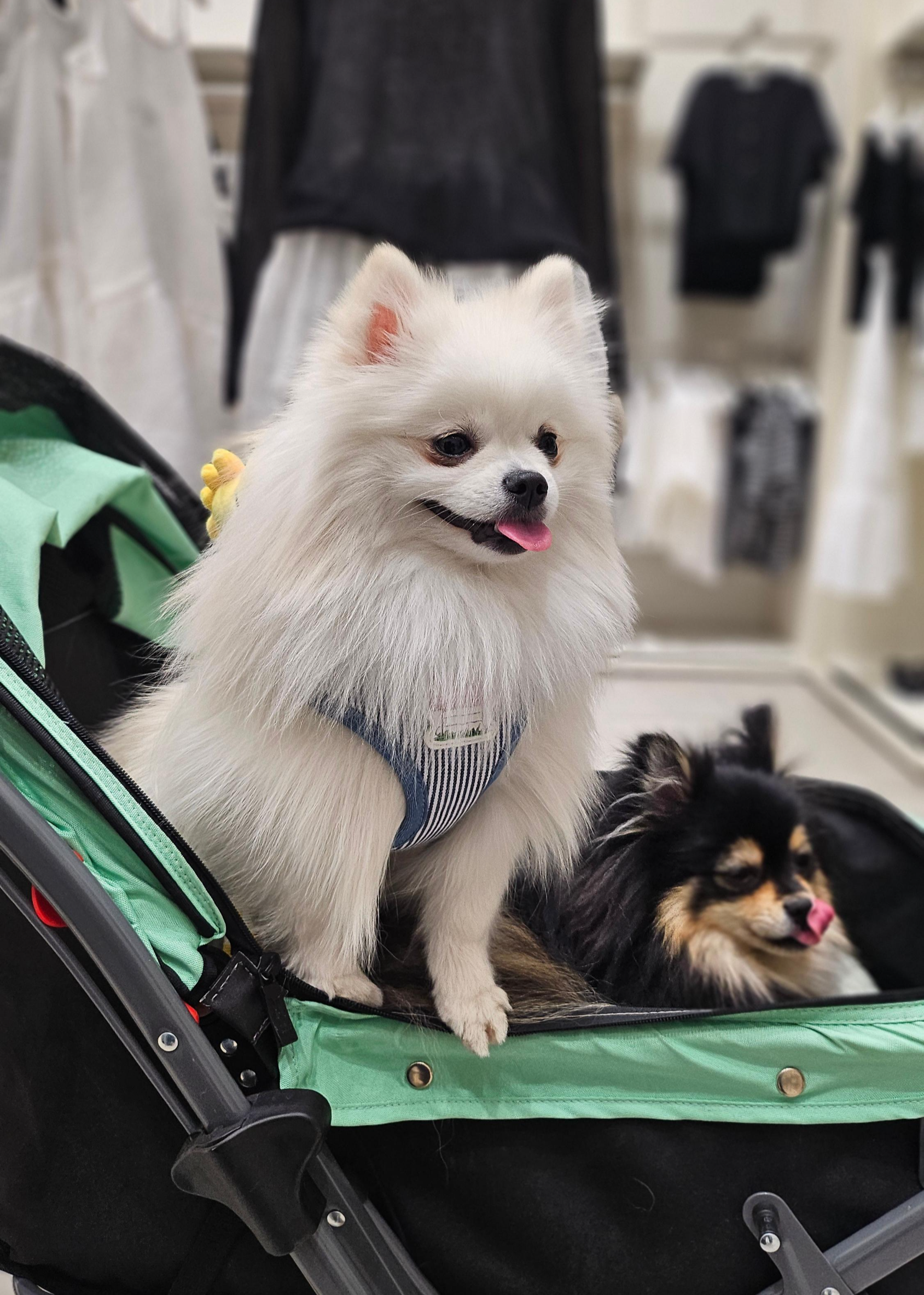 쇼핑 중인 하콩&달콩