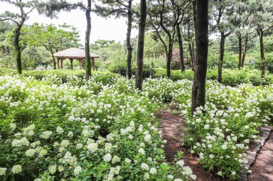 수국축제