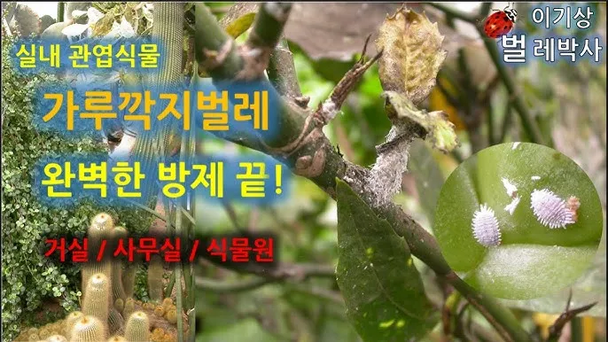 화분 깍지벌레 제거 면봉닦기 알코올희석 분무 재발방지 체크_3