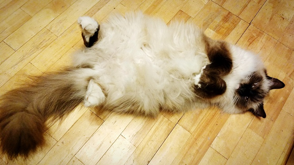 버먼 고양이 이미지 - 2