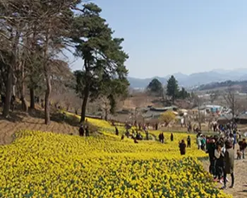 서산 유기방 가옥 수선화 축제_17
