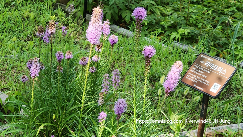 리아트리스 Blazing Star Liatris spicata