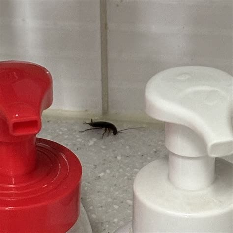 화장실 벌레 퇴치 방법