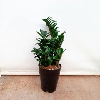 보석금전수 물주기 키우기 잎꽂이 꽃 노란잎 관리 재물운_15