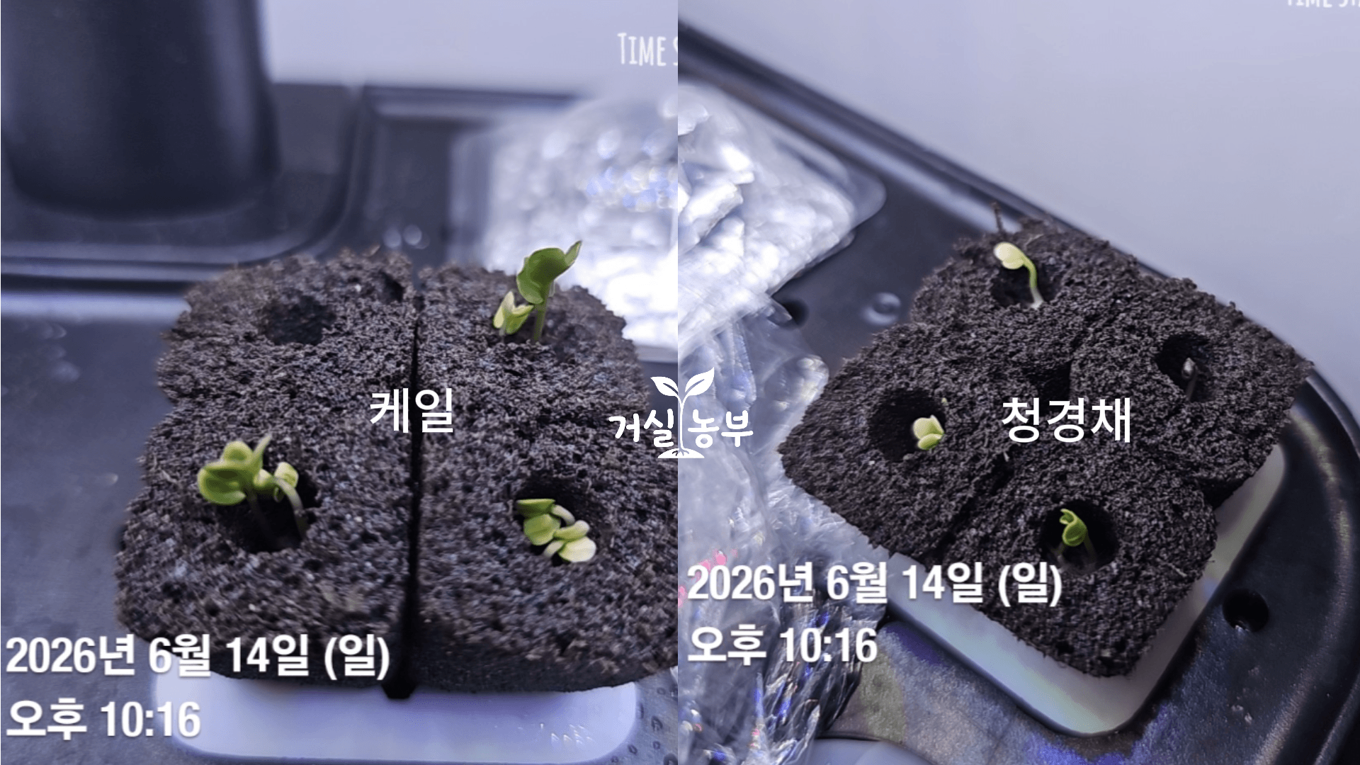 같은 날 파종한 청경채와 케일의 초기 떡잎 성장 모습 비교
