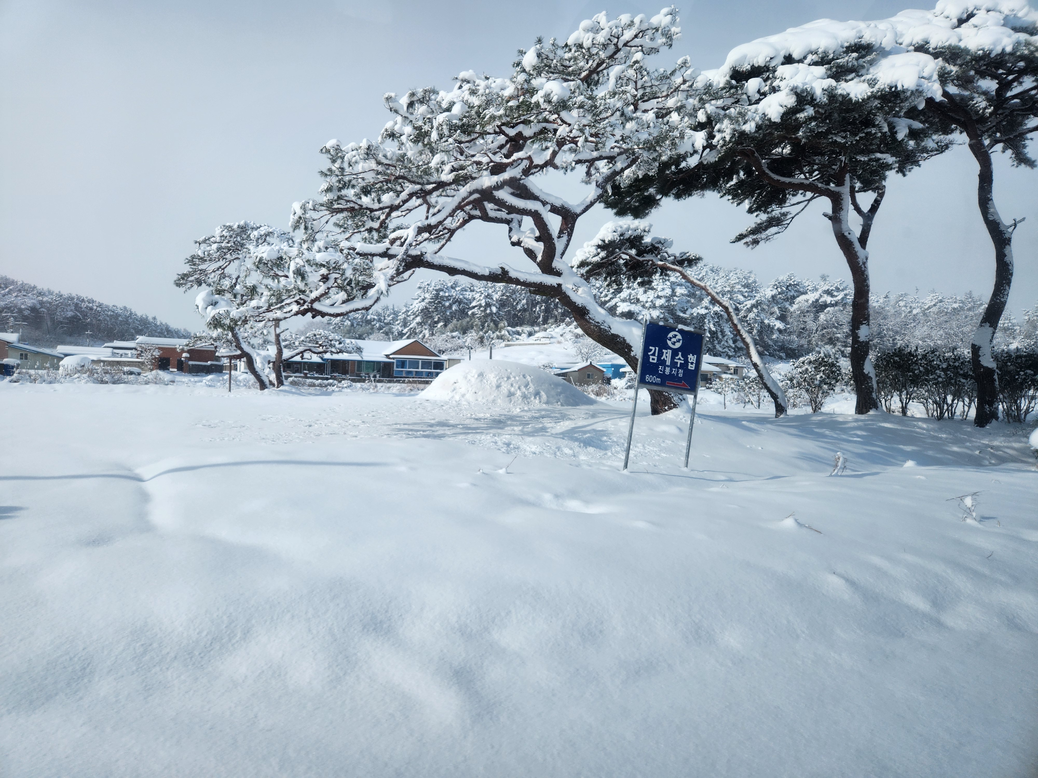 소나무 위에 눈이 내린 이미지