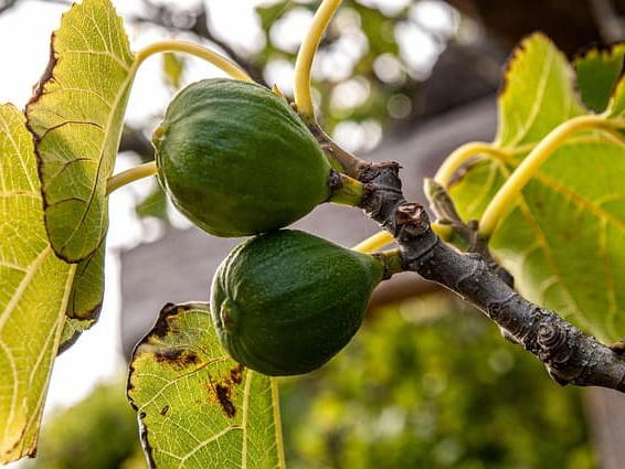 무화과 알레르기 반응 확인