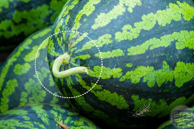 수박 고르는법,수박꼭지,팁줌