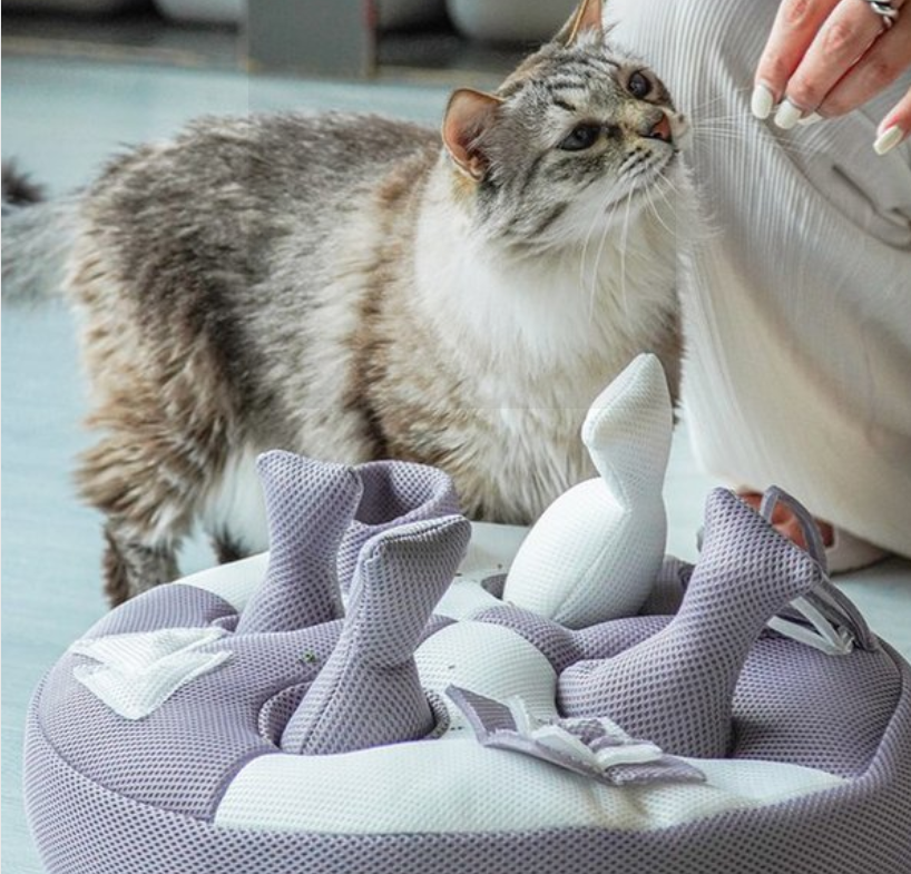 고양이 장남감