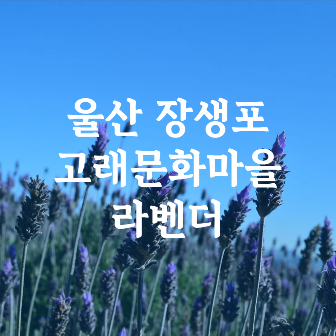 울산 장생포 고래문화마을 라벤더