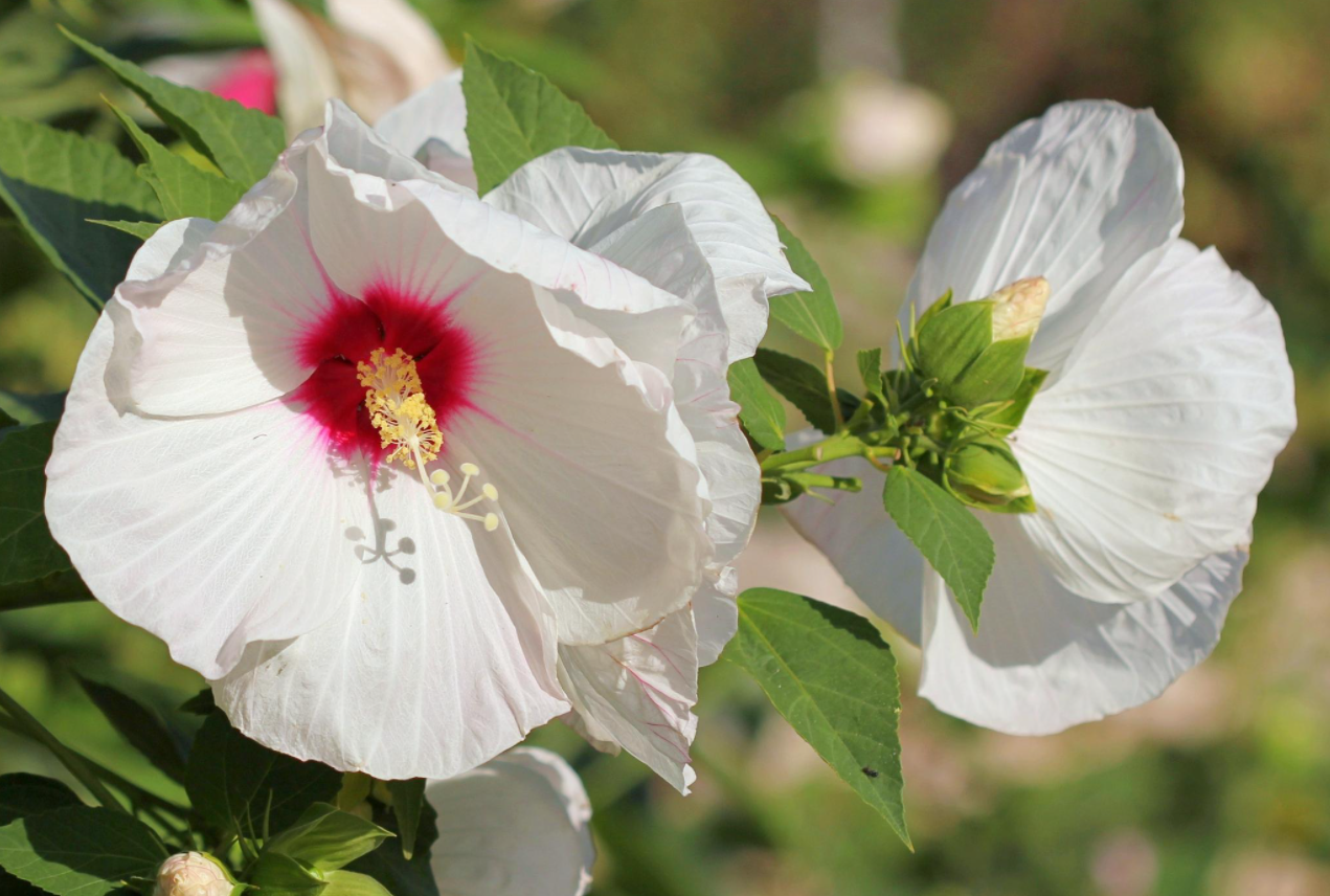 Hibiscus
