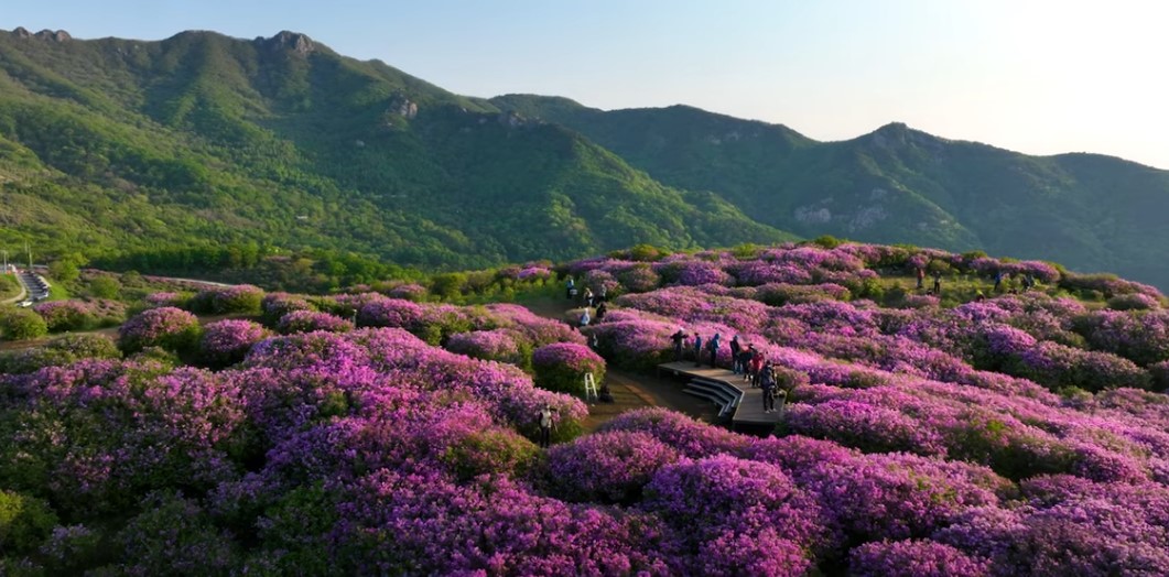 5월에 꼭 가봐야 할 적국 봄꽃 명소