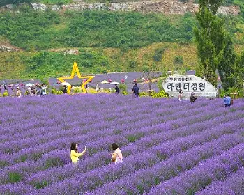 무릉 별유천지 라벤더 축제_1