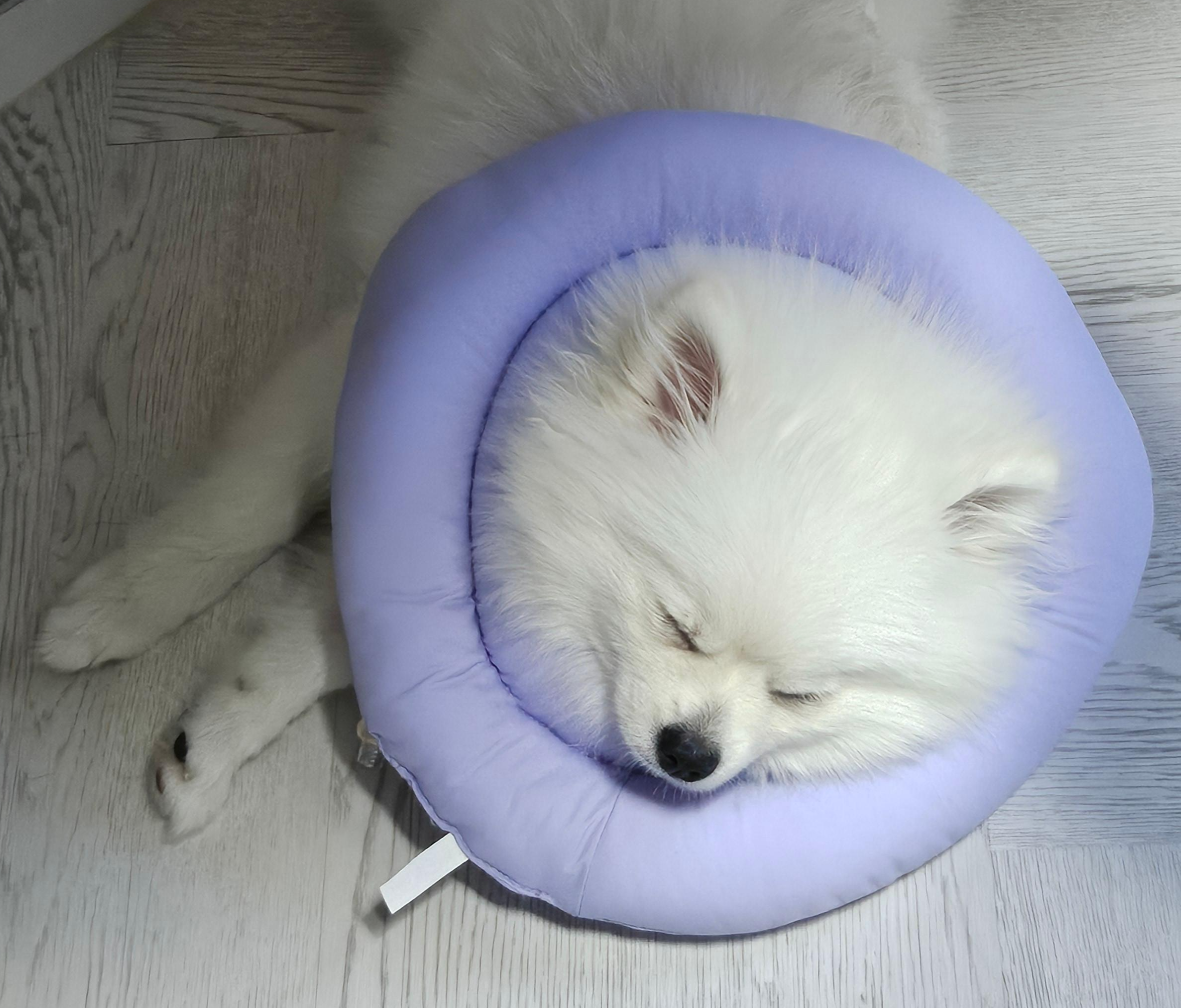 구토하고 기운 없는 하콩