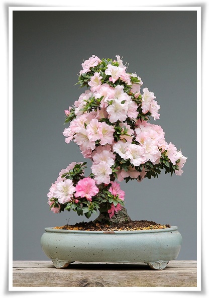 "철쭉" 봄을 수놓는 붉은 유혹, 당신이 몰랐던 화려한 비밀의 꽃!