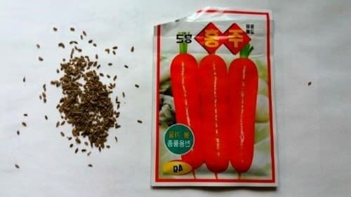 당근재배-씨앗-파종시기-심는시기-수확시기