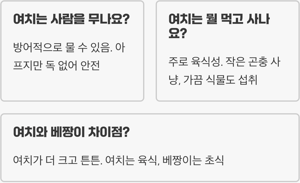 여치의 천적은 누구? 사마귀, 거미와의 치열한 생존 싸움