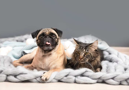 개와 고양이를 함께 키워도 괜찮아?