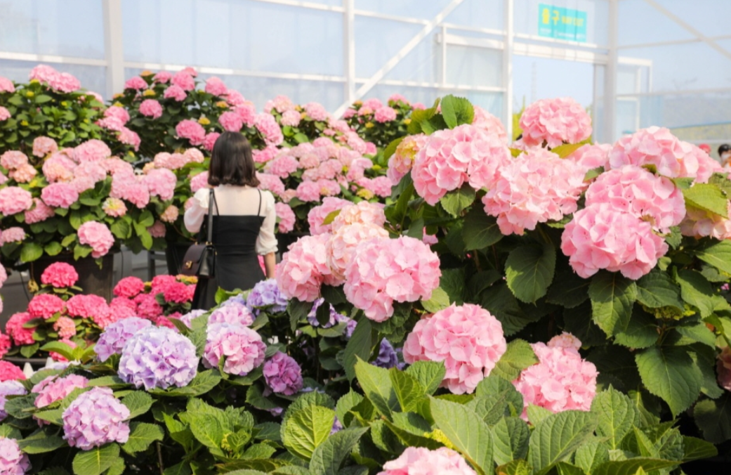 휴애리 봄 수국축제 일정 및 위치 관련 사진